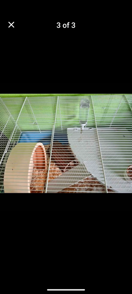 Hamster cage for syrian