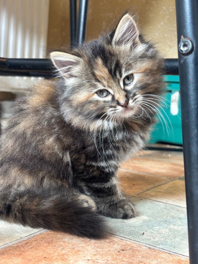 Beautiful Fluffy Loving Cuddly Kittens Used to Kids and Dogs 8 Weeks Now 