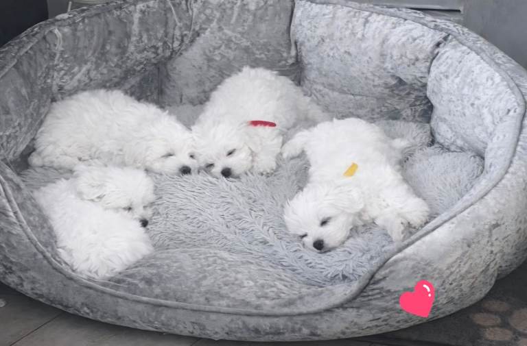 Beautiful Maltese Puppies – Home Raised, Ready Now 