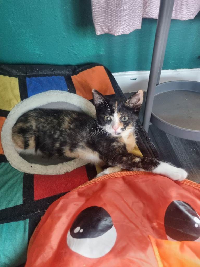 Beautiful kittens for sale 