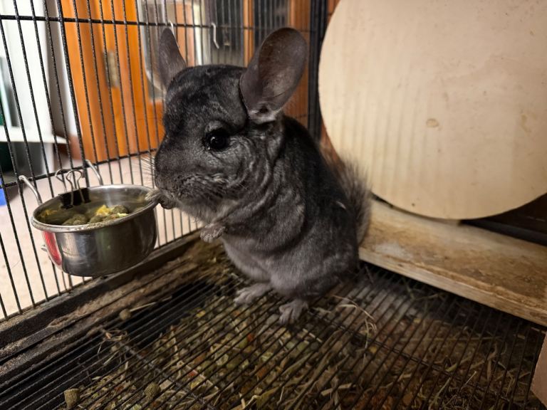 3 beautiful grey chinchillas 