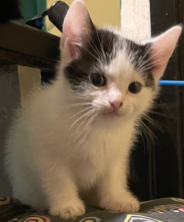 Male kitten