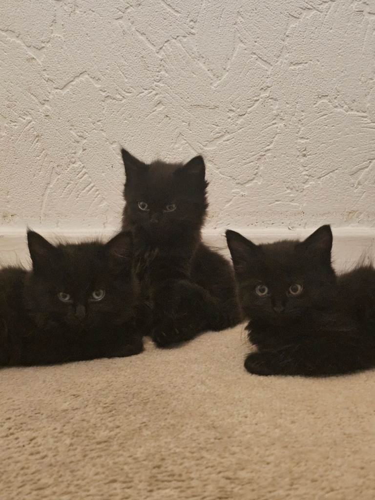 Long haired british kittens