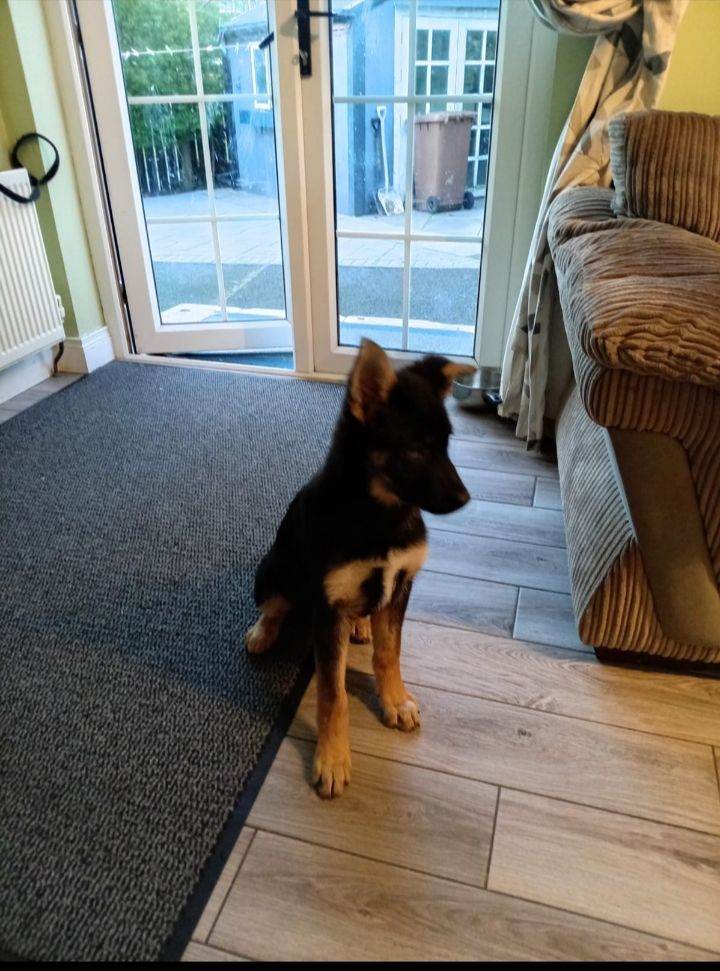 Beautiful female Shepard puppy