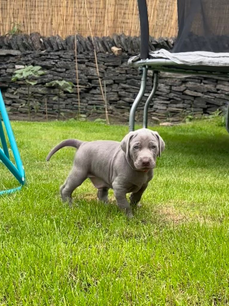GHOST GREY DOBERMAN PUPPIES 