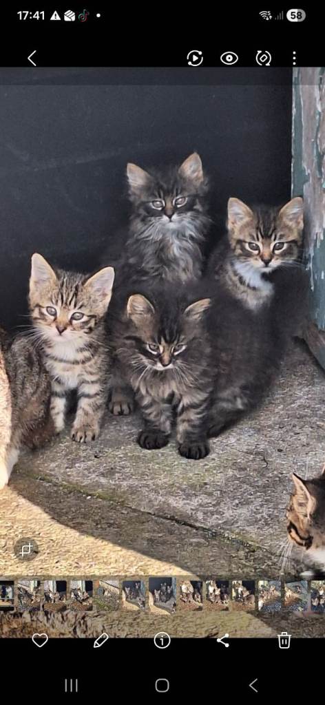 Beautiful male tabby kittens