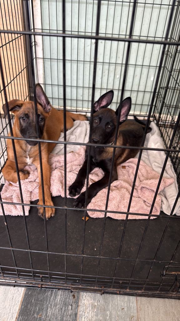 2 Belgian Malinois pups 