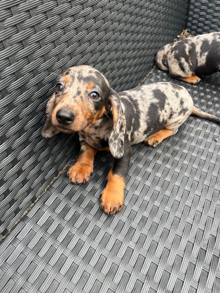 Sausage dog puppy for sale 