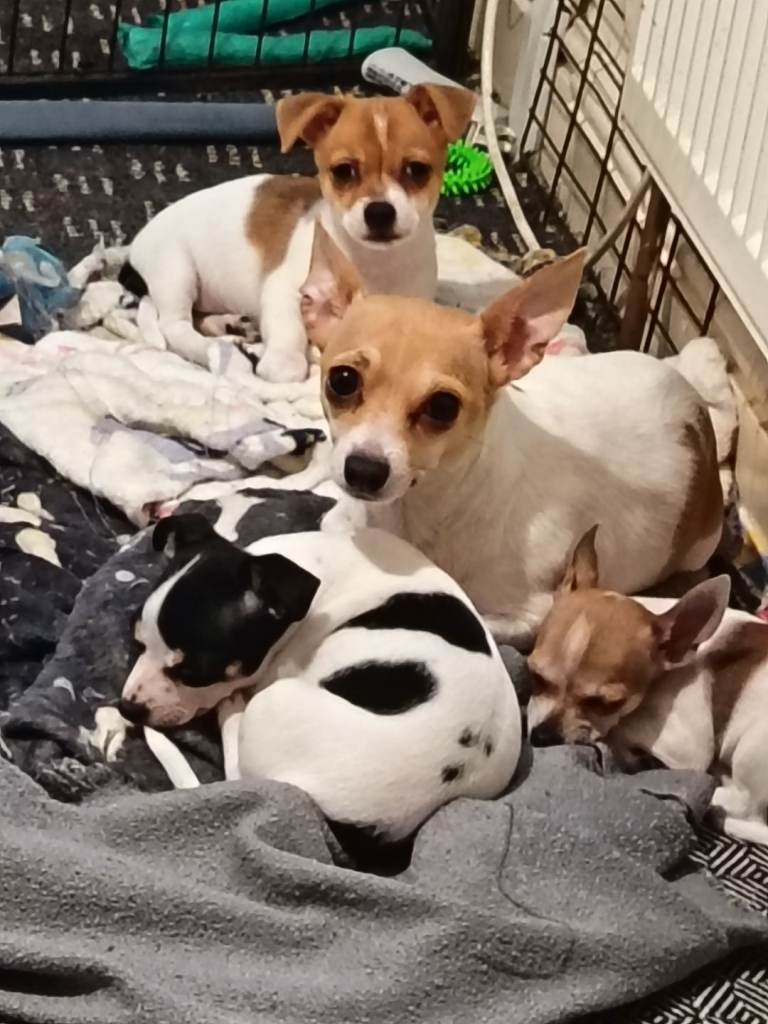Brown and white female jack chi 