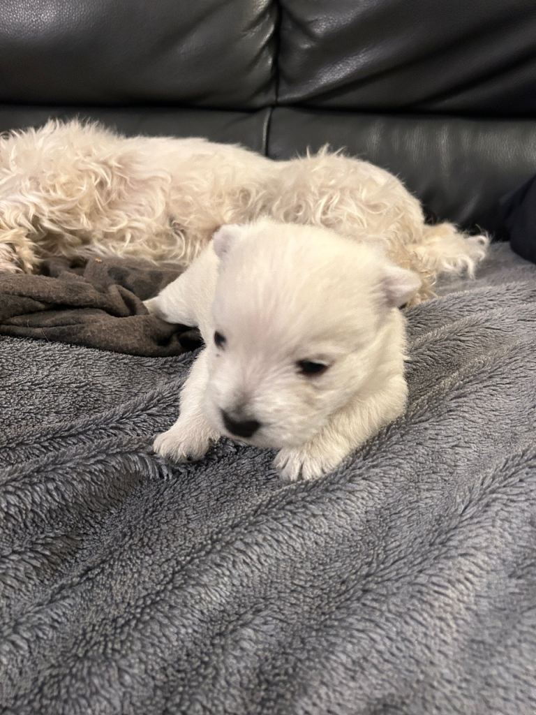 West Highland Terrier Puppy KC registered 