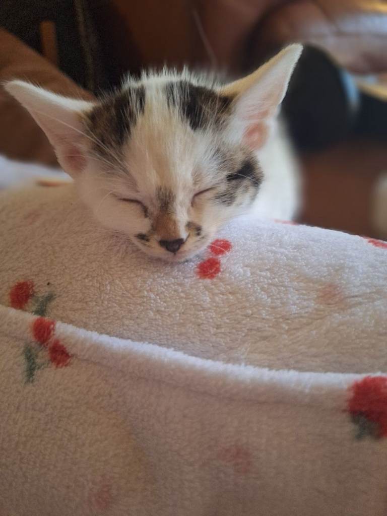 Kittens looking for their forever homes 🏡 