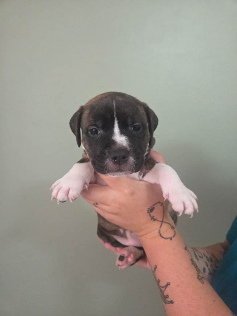 LAST GIRL! American bulldog x staffy