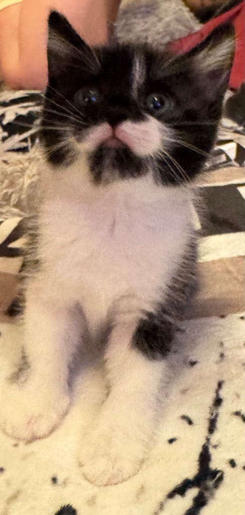 ♥️  British Shorthair Kittens ♥️ 1 GIRL left ♥️