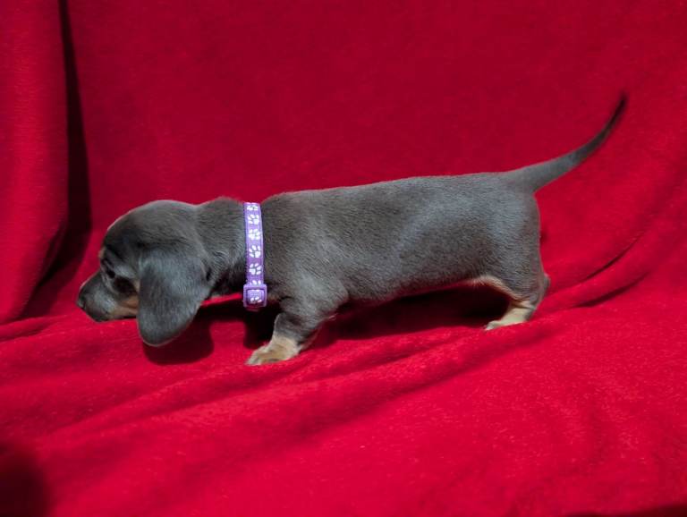 Miniature dashunds blue tan