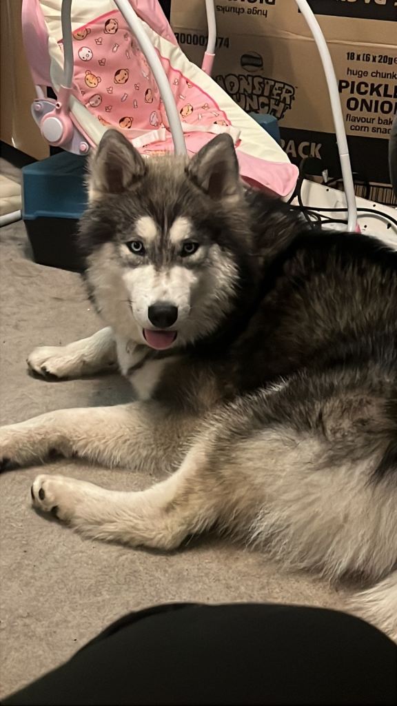 Urgent rehome needed 