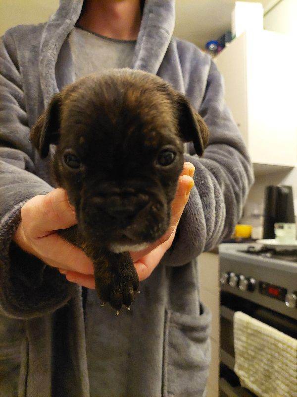 Cane Corso cross American bulldog puppy's 