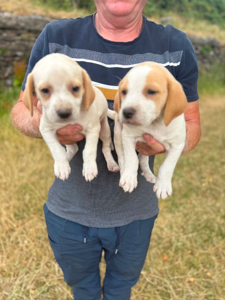 Beagle Puppies 