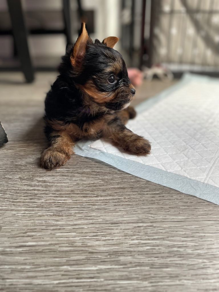 last one ‼️pedigree yorkshire terrier ‼️‼️