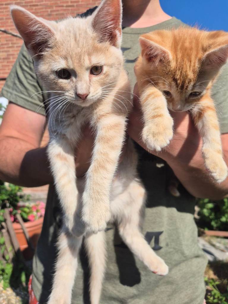 2 Male Kittens