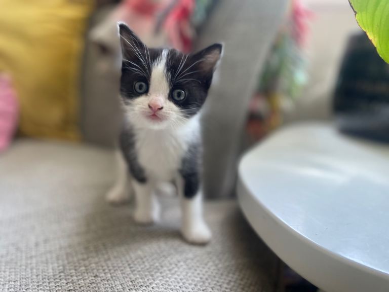 Kittens ready 13 June (one black and white girl left)