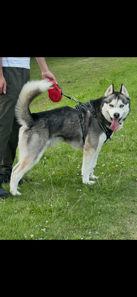 🐾 Beautiful Siberian Husky Looking for a Loving Home 🐾