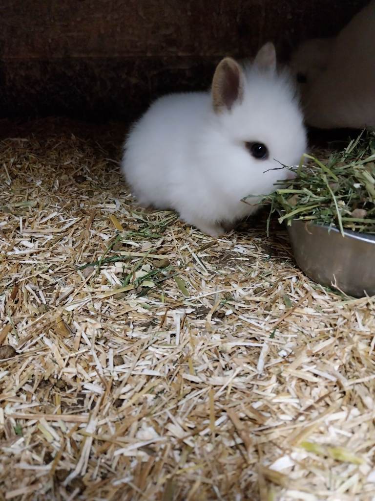 Baby fluffy rabbits 