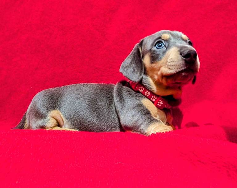 Miniature dashunds blue tan 1 boy left kc