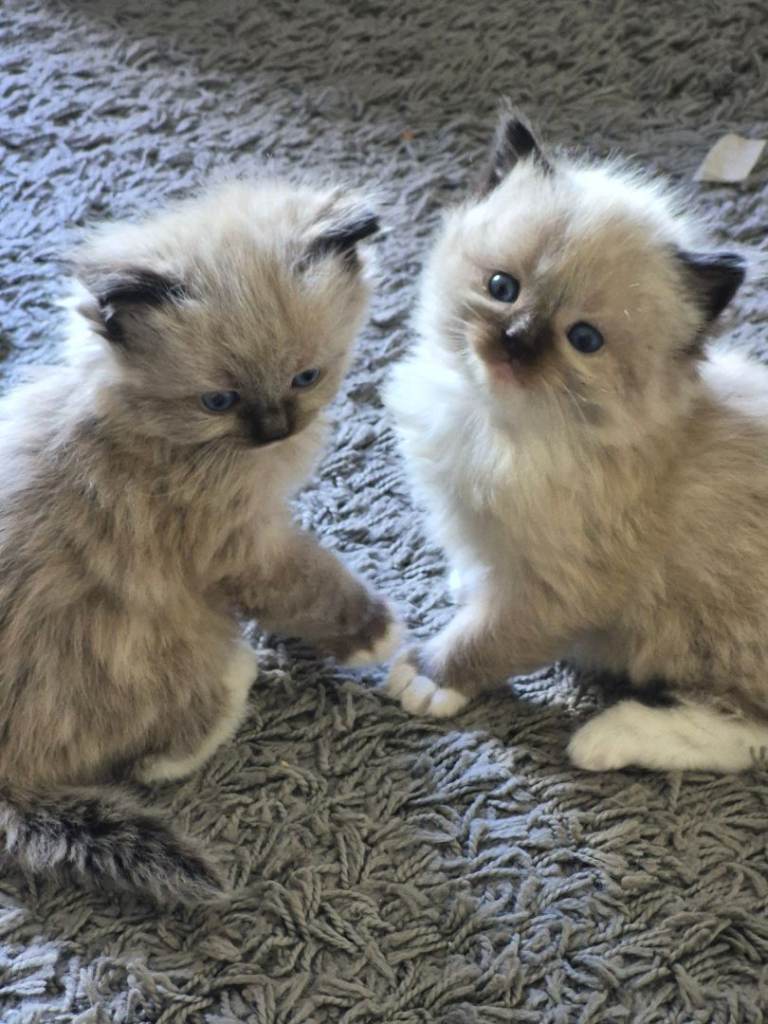 Pure Ragdoll kittens