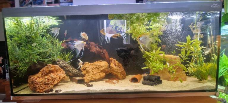 Hugo Kamishi Fish Tank 
