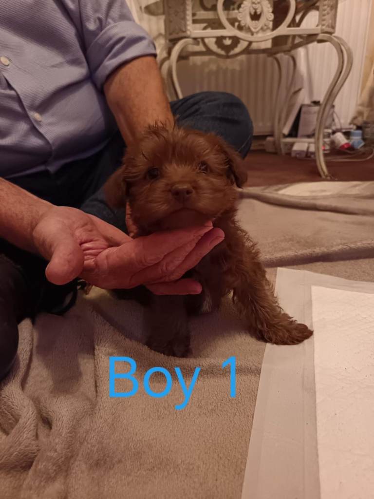 Norfolk Terrier Puppies 
