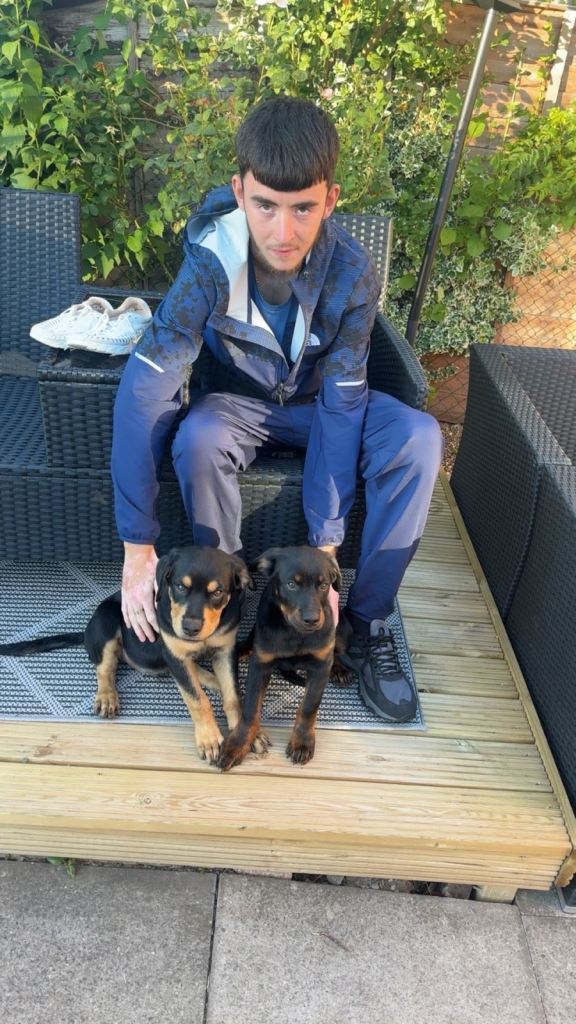 Rottweiler 