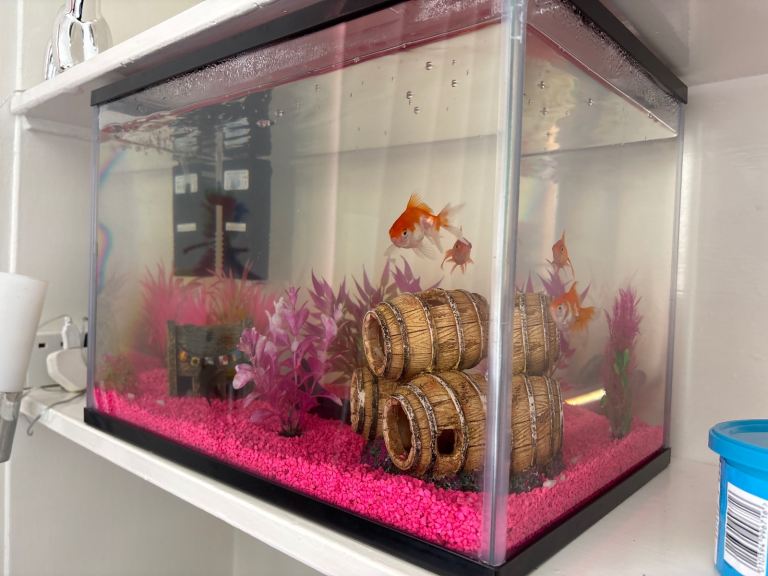 Fish tank & 4 fish