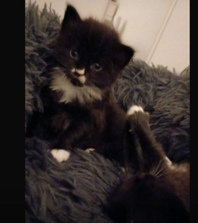 Male kitten domestic longhair