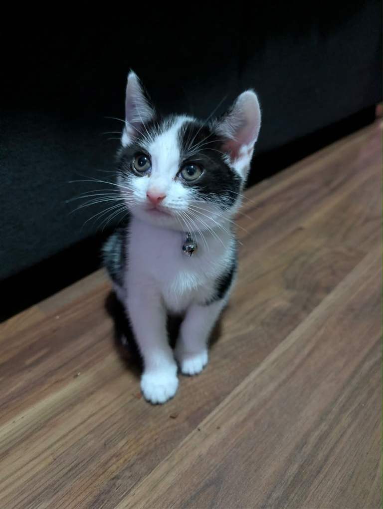 Male kitten 