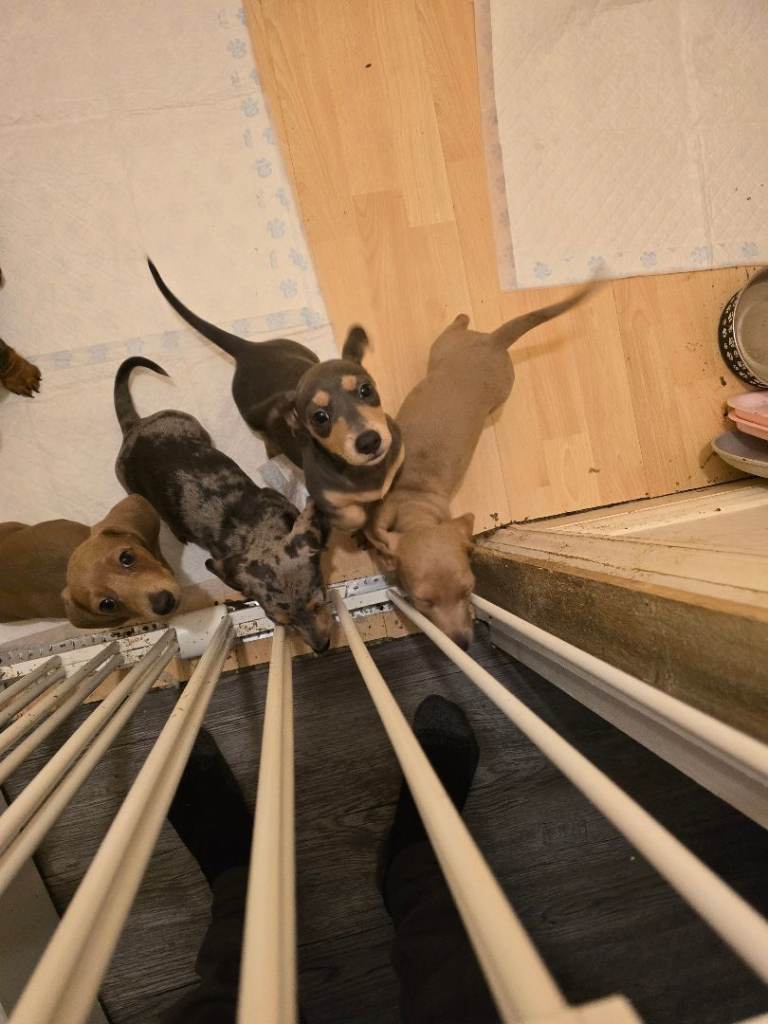 Miniature daschund s 