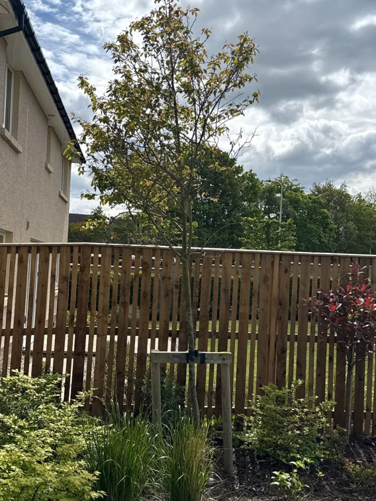 Free Ornamental Pear Tree – Dig Up & Take Away