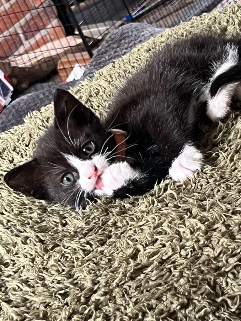 Beautiful Kittens (2 Females only available) 