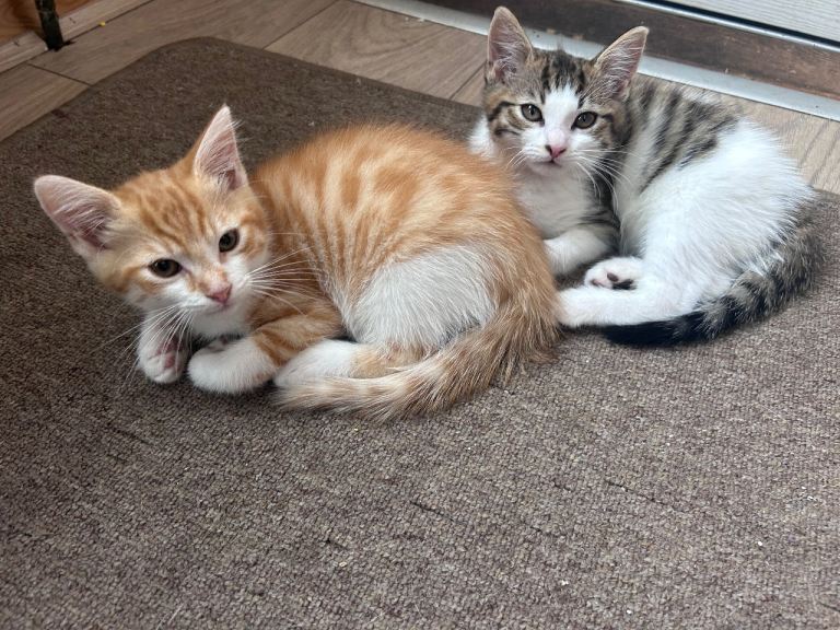 Kittens ready for their forever homes 