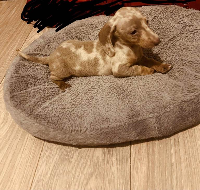 Miniature Dachshund 