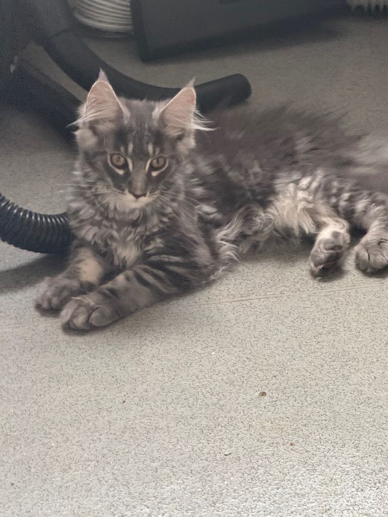 TICA registered Maine Coon kittens 