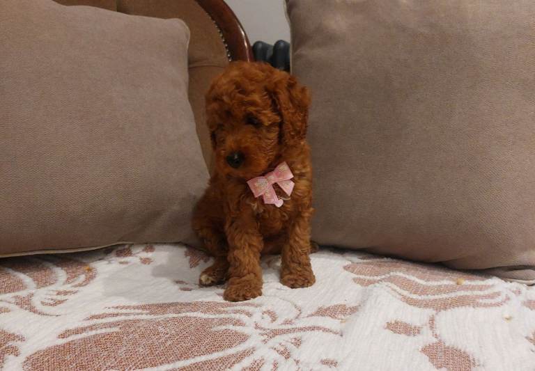 🐶 Extensively Health Tested Fox Red Toy Cavapoo Puppies 🐶 