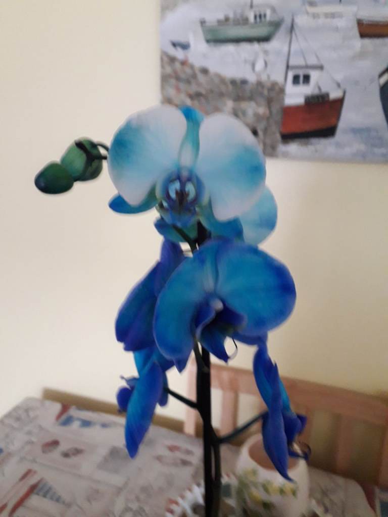 Free Blue Phalaenopsis Orchid