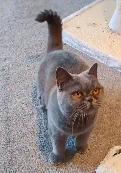 Big Chunky British Blue