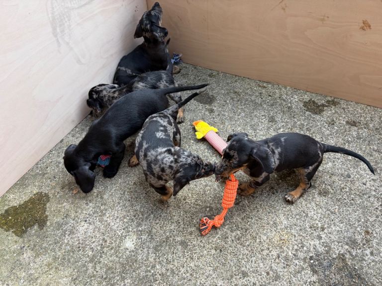Dachshund x Sproodle
