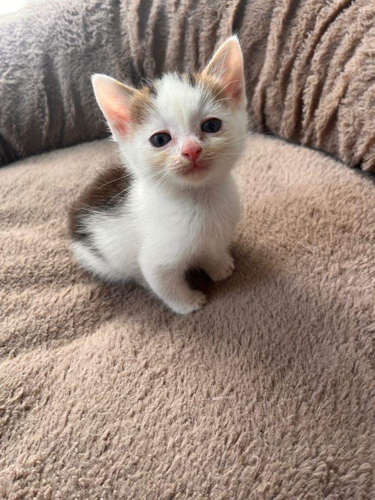 Beautiful part maine coon kitten