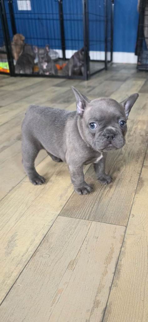 French bulldog puppy