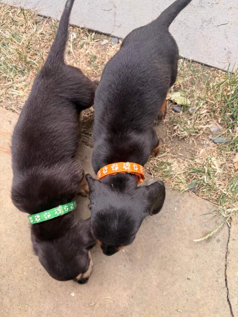 1 MALE 1 FEMALE Miniature Dachshund Puppies