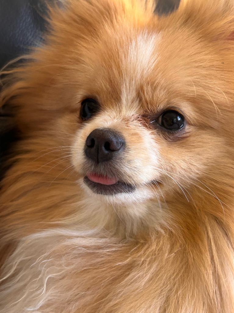 9 Month Old Pomeranian Girls for Sale