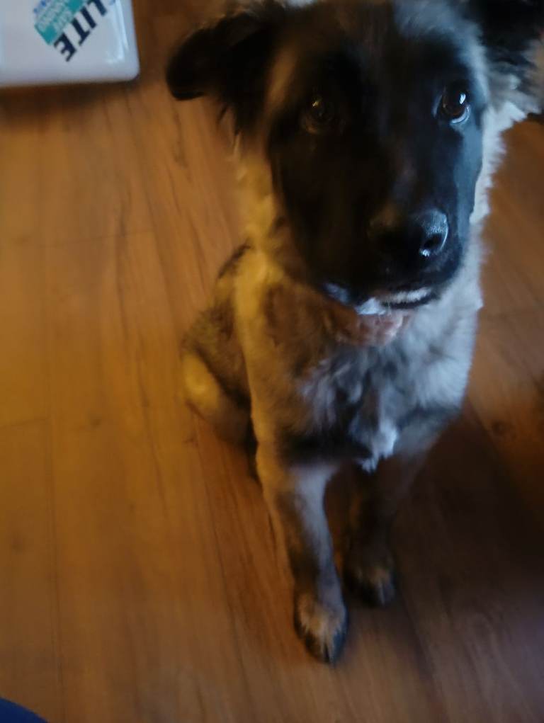 4 months old puppy  my name is Athena 