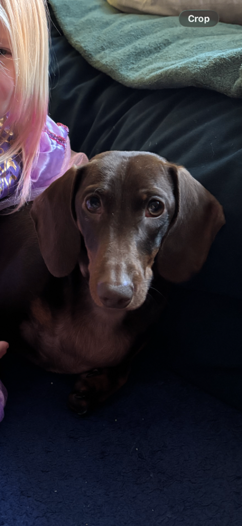 Dachshund puppy  